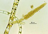 Ectocarpus siliculosus4